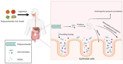 Polysaccharide Regulation of Intestinal Flora: A Viable Approach to Maintaining Normal Cognitive Performance and Treating Depression